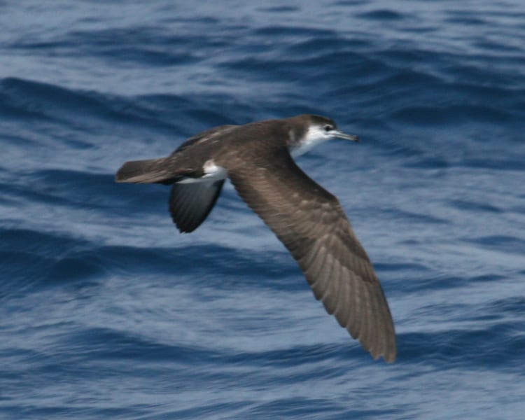 Audubon's Shearwater in flight