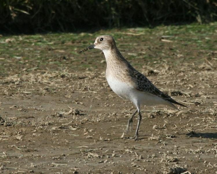 Baird's Sandpiper - juvenile