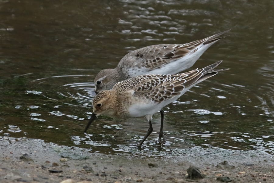 Baird's Sandpiper (front) with White-rumped Sandpiper