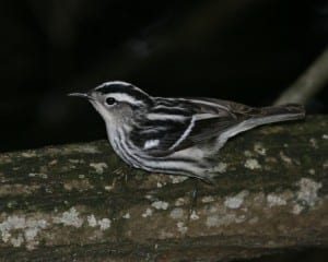 Black and White Warbler - female