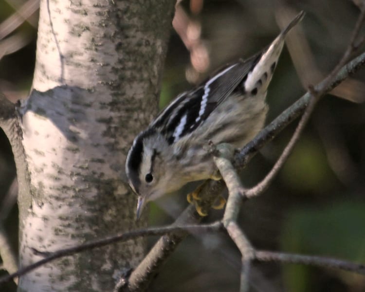 Black and White Warbler - female
