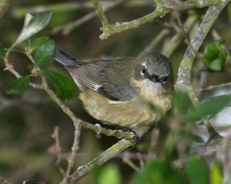 Black-throated Blue Warbler - female