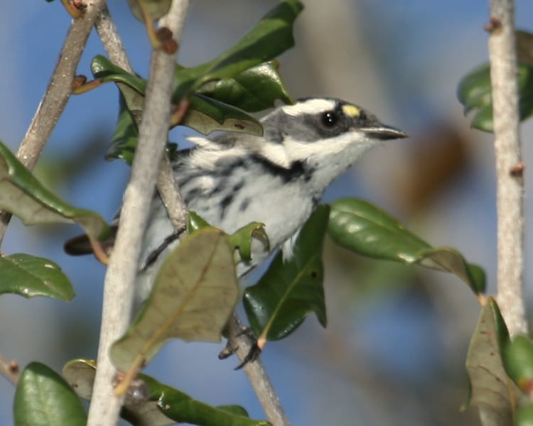 Black-throated Gray Warbler - female