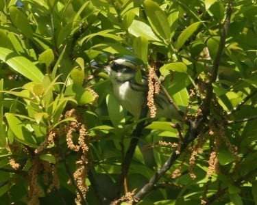 Black-throated Gray Warbler - female