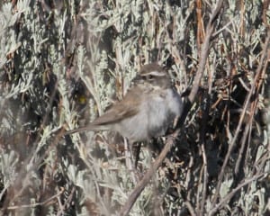 Black-throated Sparrow - immature