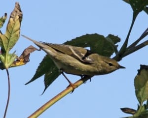 Blackpoll Warbler - nonbreeding
