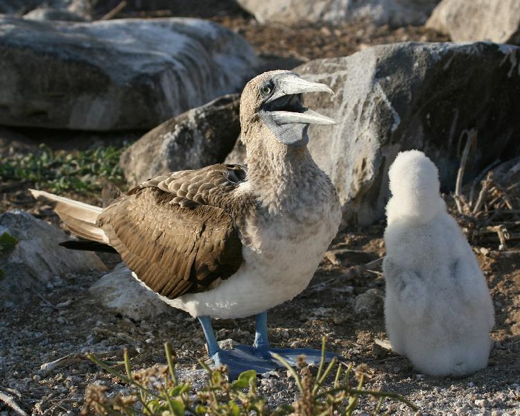 Blue-footed Booby - with chick