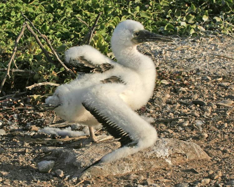Blue-footed Booby chick