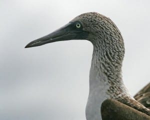 Blue-footed Booby - close-up
