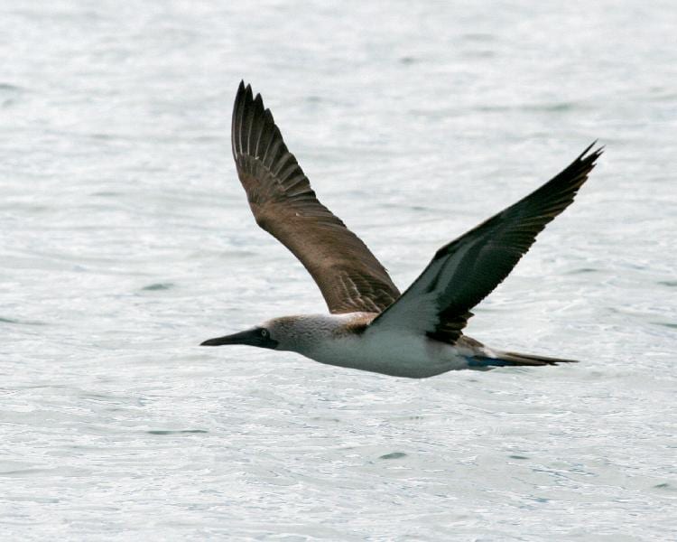 Blue-footed Booby - in fight