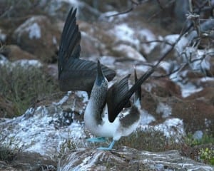 Blue-footed Booby - "sky-pointing"