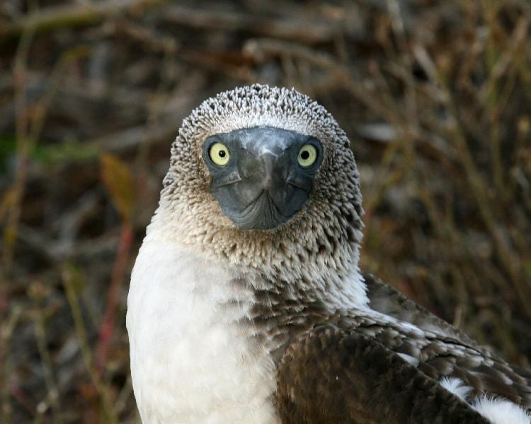 Blue-footed Booby - close-up