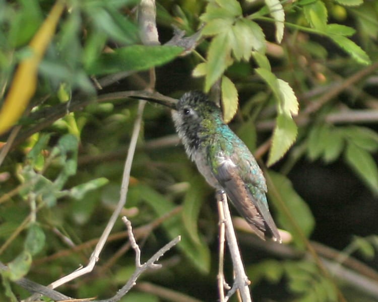 Boad-billed Hummingbird - juvenile