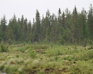 Black Spruce/Tamarack bog habitat of the Connecticut Warbler