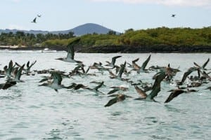 Blue-footed Booby flock in flight