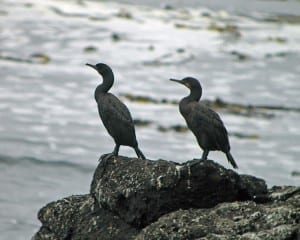 Brandt's Cormorant pair
