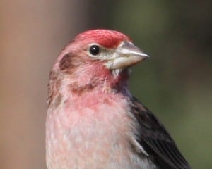 Cassin's Finch close-up
