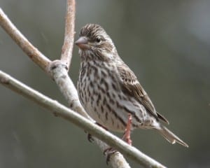 Cassin's Finch - female