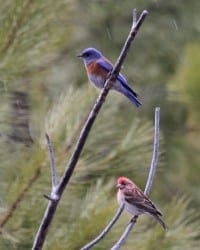Cassin's Finch with Western BlueBird