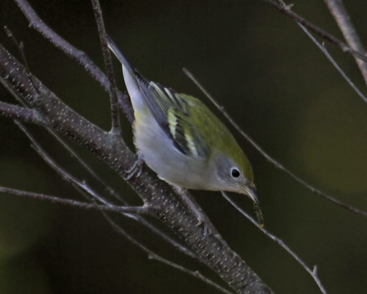 Chestnut-sided Warbler - first fall