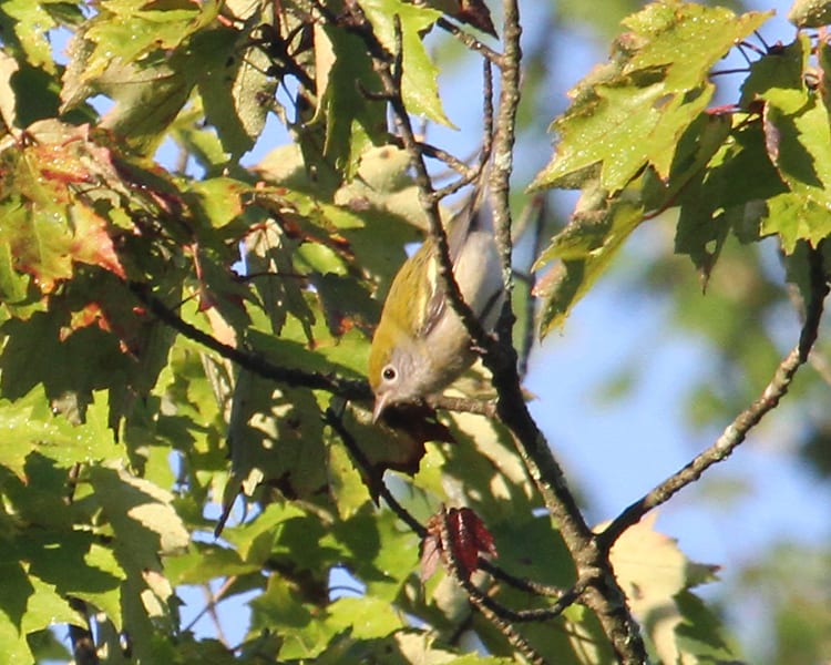 Chestnut-sided Warbler - first fall