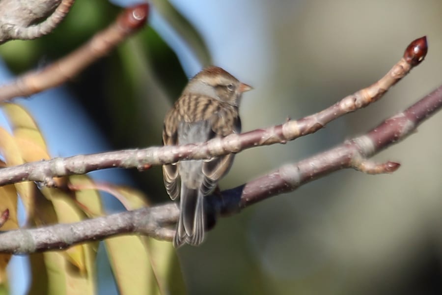 Chipping Sparrow -first winter