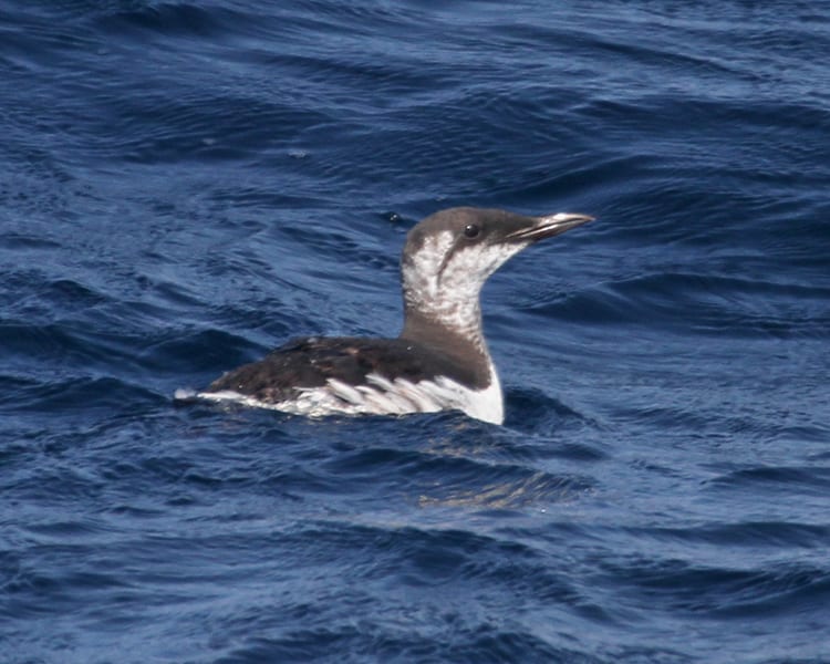 Common Murre - first year