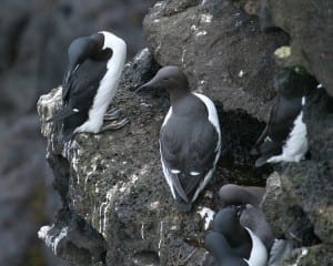 Common Murre with Thick-billed Murres