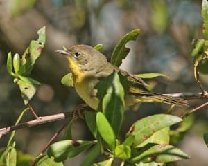 Common Yellowthroat - first fall female