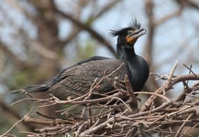 Double-crested Cormorant showing crests