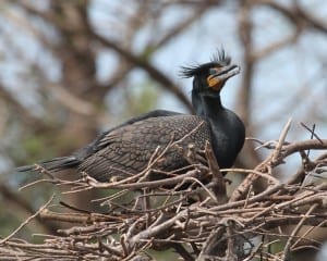 Double-crested Cormorant showing crests