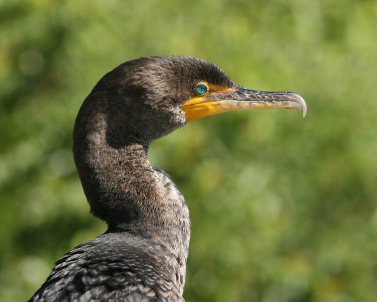 Double-crested Cormorant juvenile - close-up