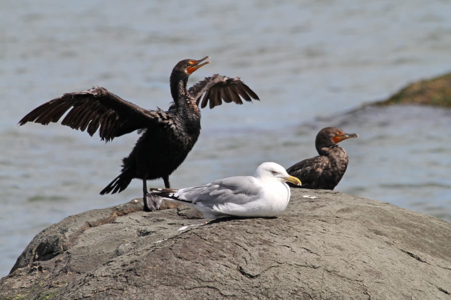 Double-crested Cormorants with Herring Gull