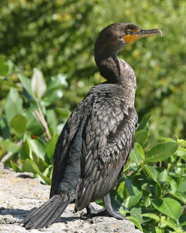 Double-crested Cormorant - juvenile