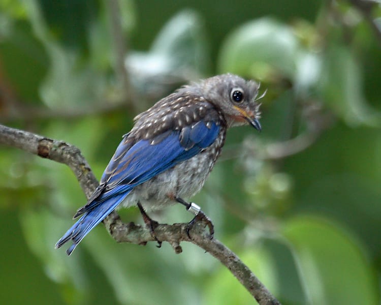 Eastern Bluebird - juvenile