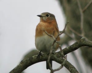 Eastern Bluebird - female