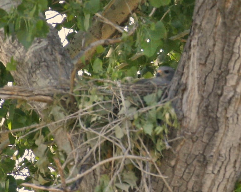 Gray Hawk on nest