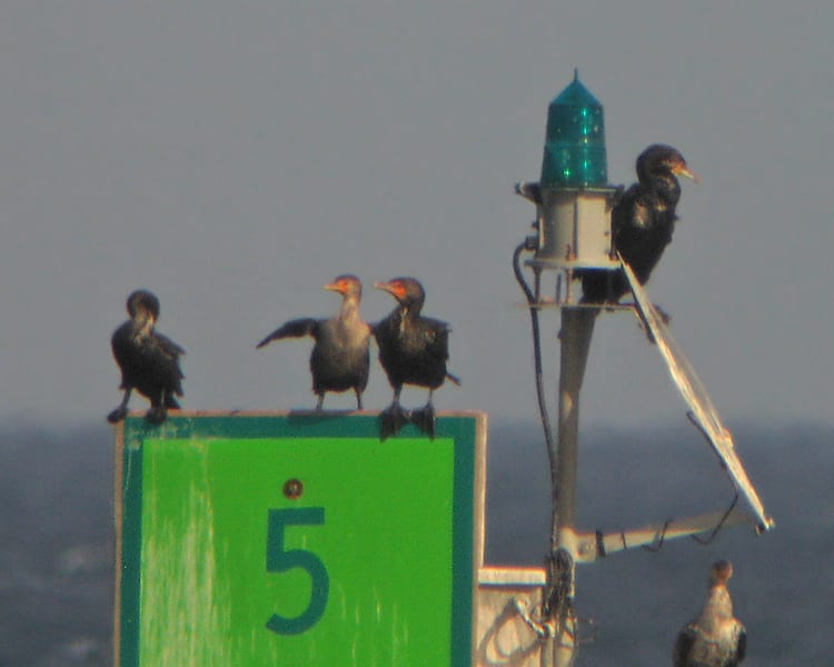 Great Cormorant - with Double-crested Cormorants