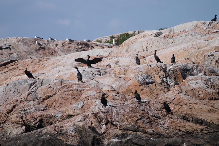 Great Cormorant colony