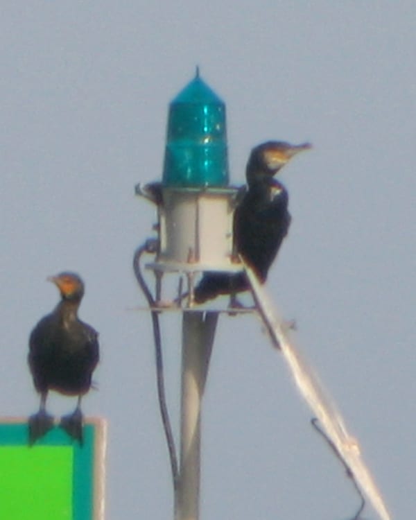 Great Cormorant - with Double-crested Cormorant
