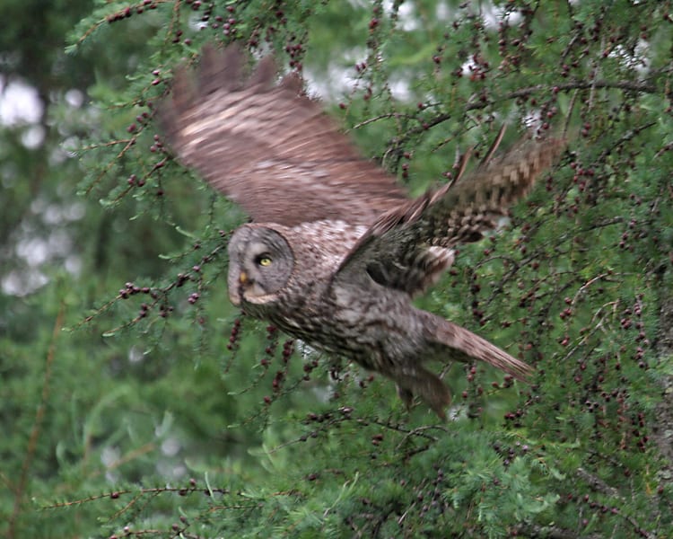 Great Gray Owl - in flight