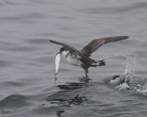 Great Shearwater with fish