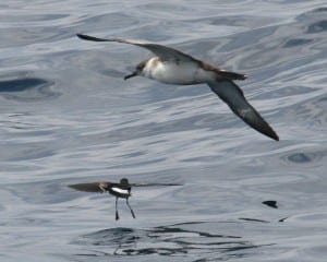 Great Shearwater - with Wilson's Storm-Petrel