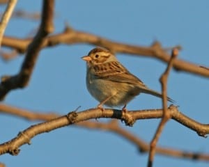 Clay-colored Sparrow - basic (nonbreeding) plumage