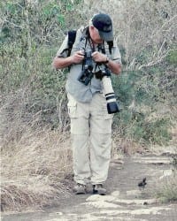 Hood Mockingbird in the Galapagos