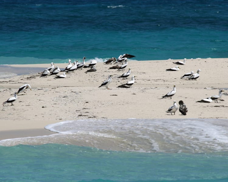 Masked Booby nesting colony