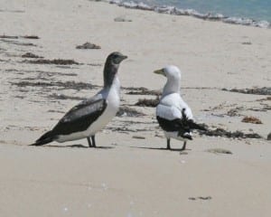 Masked Booby - pair