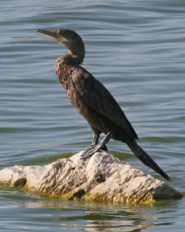 Neotropic Cormorant - juvenile