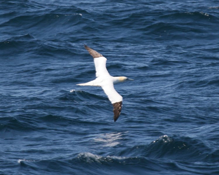 Northern Gannet - in flight