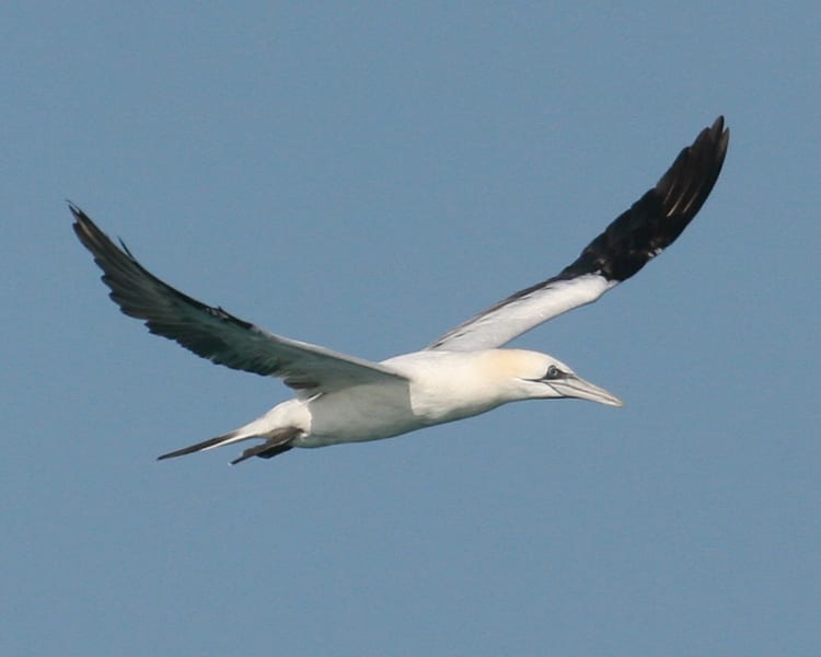 Northern Gannet - in flight